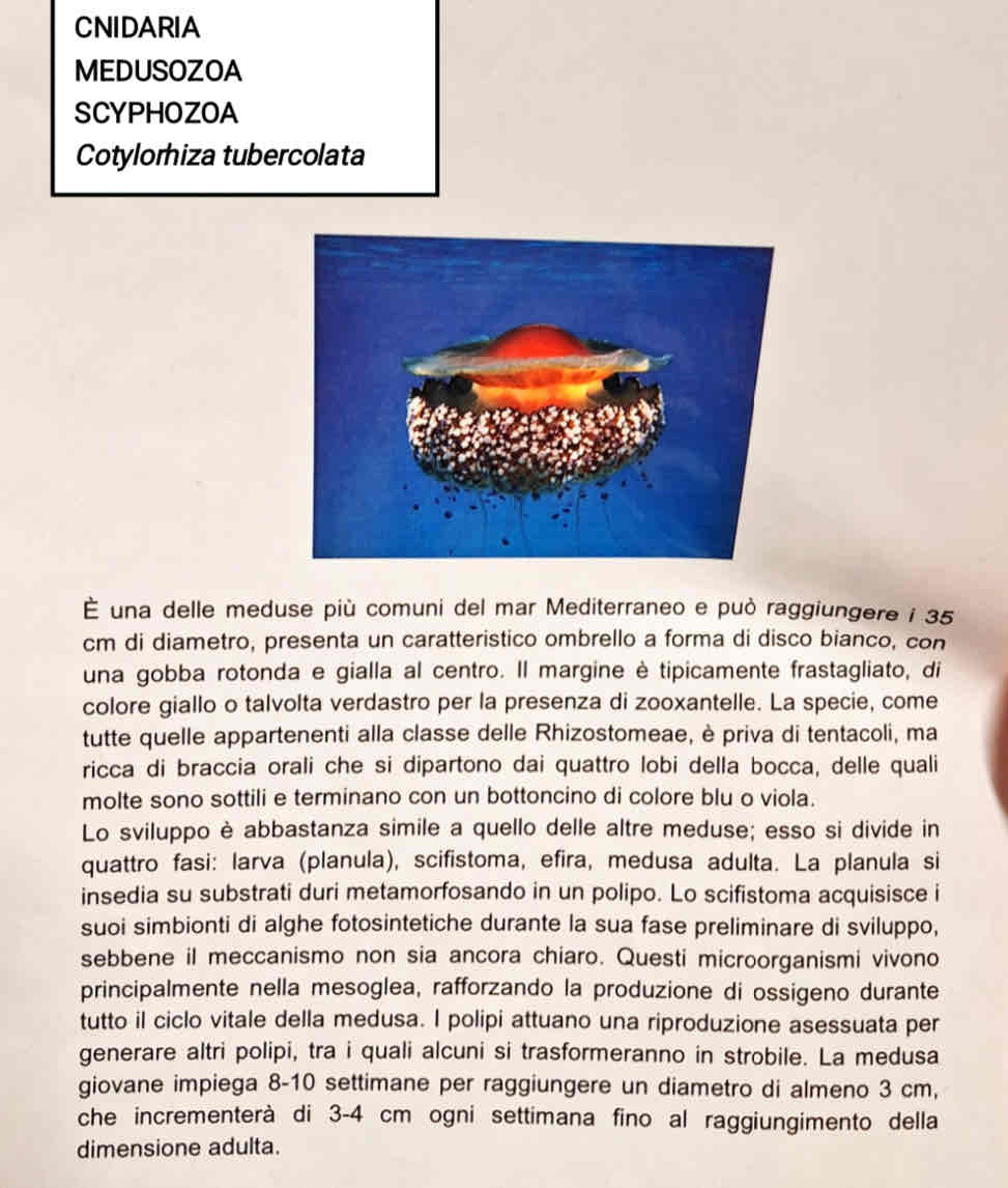 <p>Medusozoa</p><p>Scyphozoa</p><p><em>Cotylorhiza tubercolata</em></p>