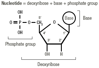 <p>Which modification to dNTP will terminate the extension of DNA?&nbsp;</p>