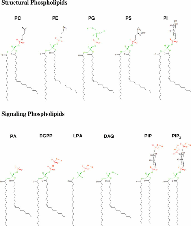 <p>Sphingomyel cholestrol lover, phospholipid</p>