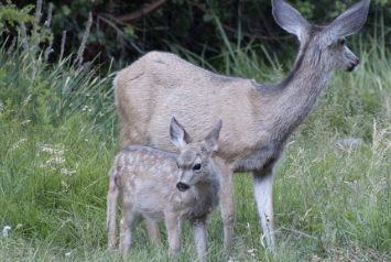 <ul><li><p>large, mule-like ears & black tipped tail</p></li><li><p>herbivores/browsers</p></li><li><p>crepuscular</p></li></ul><p></p>