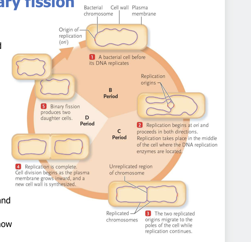 <ul><li><p>B period: end of cell division to DNA replication</p></li><li><p>C period: the time the chromosomes assemble</p></li><li><p>D period: time after chromosome replication and end of cell cycle</p></li></ul>