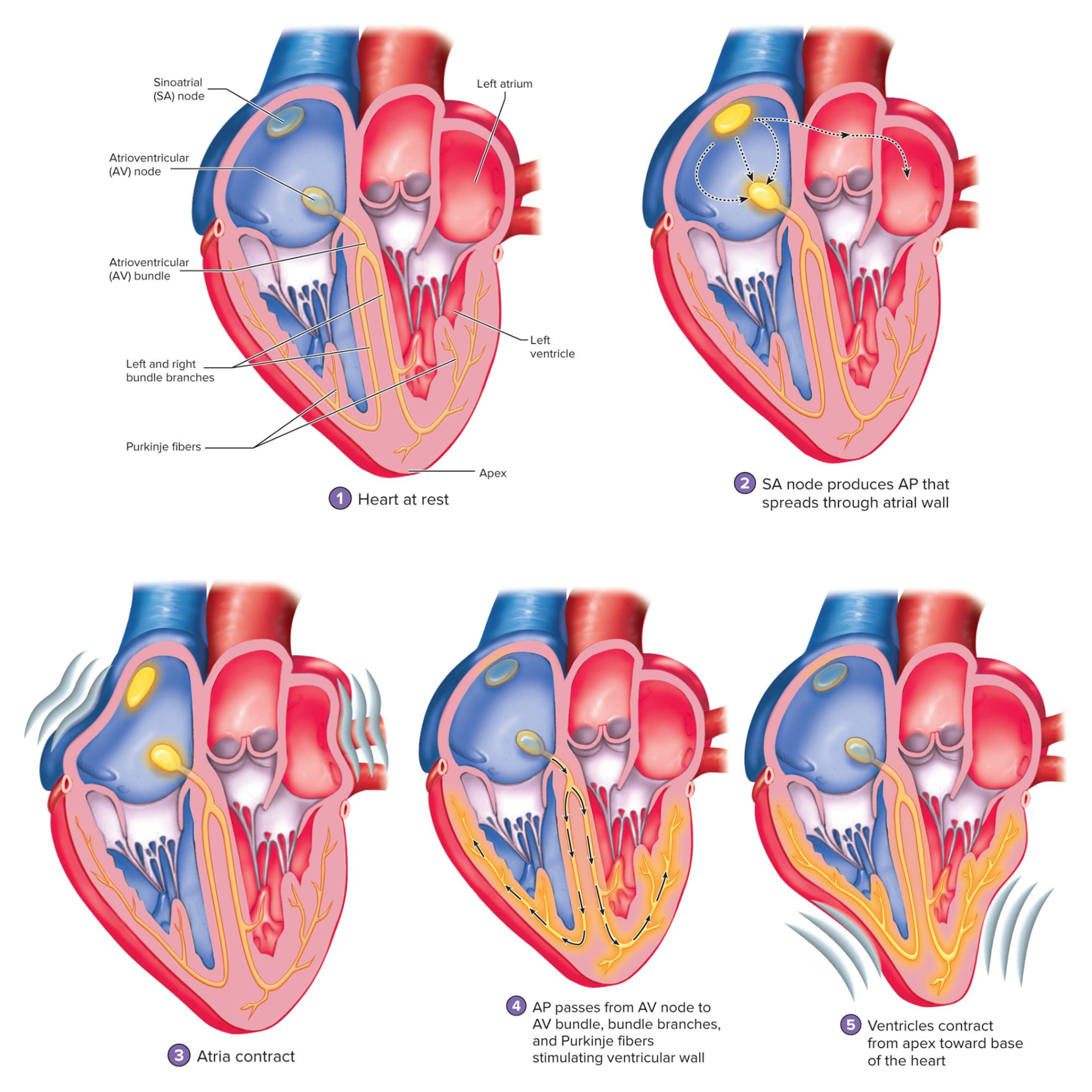 <p>what do these images show (study it)</p>