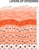 <p>five layers of the epidermis</p>