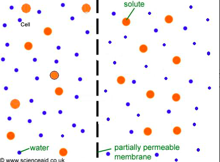 <p>The solution has the <strong>same</strong> concentration of solute as the cell or solution it is being compared to.</p>