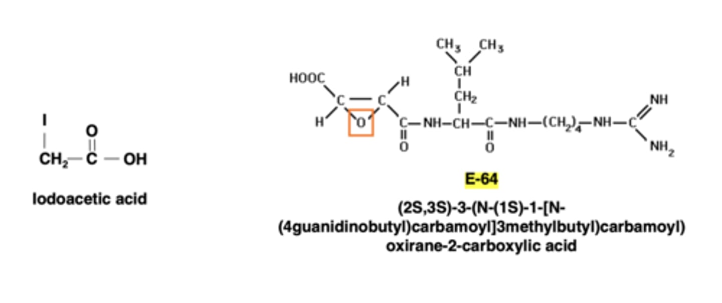 <p>iodoacetic acid-acts as an electrophile that can covalently modify sulfhydryl groups present in the cysteine side chain<br><br>E-64 can irreversibly inhibit a wide range of cysteine peptidases, such as papain, cathepsin B, cathepsin L, and calpain</p>