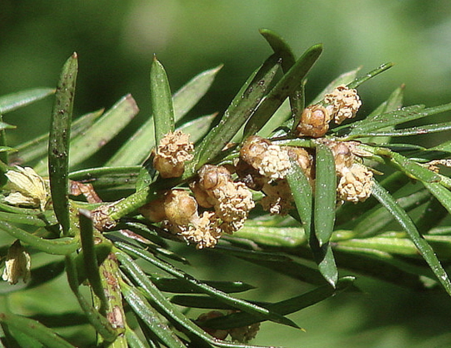 <p>identify by cones</p>
