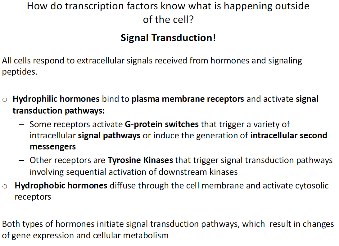 <p><strong>Overview</strong><br> Transcription factors respond to extracellular signals from hormones and signaling peptides<br> Signal transduction connects external signals to changes in gene expression and metabolism</p><p><strong>Hydrophilic Hormones</strong><br> Cannot cross the cell membrane<br> Bind to plasma membrane receptors<br> Activate signal transduction pathways:<br>  • Some receptors activate G-proteins → trigger various intracellular pathways or generate second messengers<br>  • Tyrosine kinase receptors → sequential activation of downstream kinases</p><p><strong>Hydrophobic Hormones</strong><br> Diffuse through the cell membrane<br> Bind cytosolic receptors directly</p><p><strong>Outcome</strong><br> Both types of hormones initiate signal transduction<br> Lead to changes in gene expression and cellular metabolism</p>