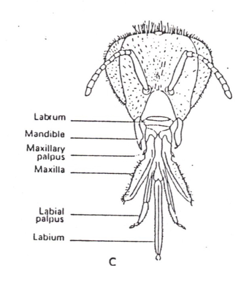 <p>Chewing-lapping mouthparts</p>