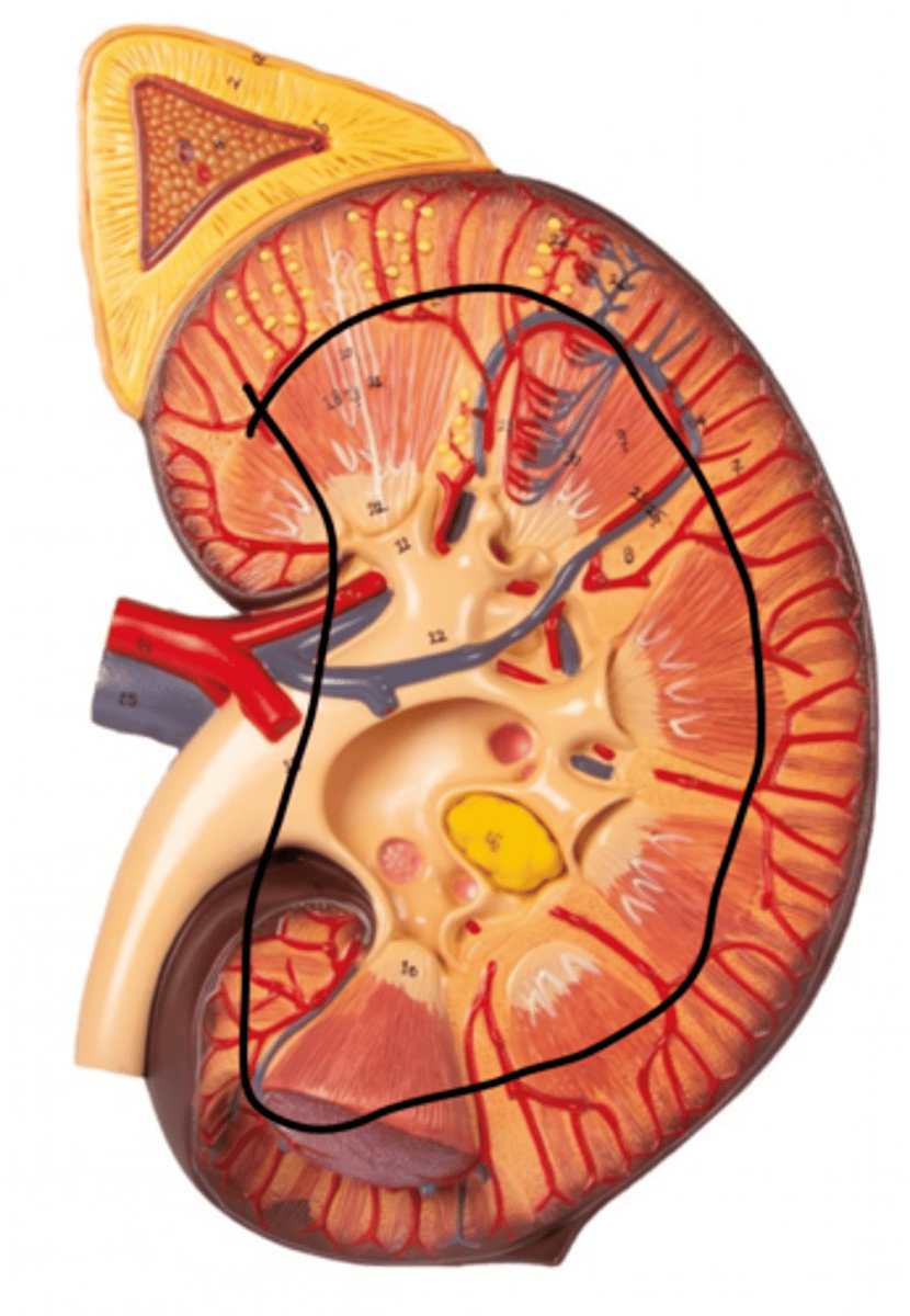 <p>Name this region</p>