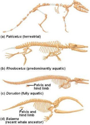 <p>The totality of fossils, both discovered and undiscovered, is referred to as the fossil record</p><ul><li><p>Changes  occurred in the features of living organisms (evolution) ◻</p></li><li><p>new species emerging (divergence and speciation) and extinctions</p></li><li><p>Demonstrates a change in an organism&apos;s characteristics from an ancestral form</p></li></ul>