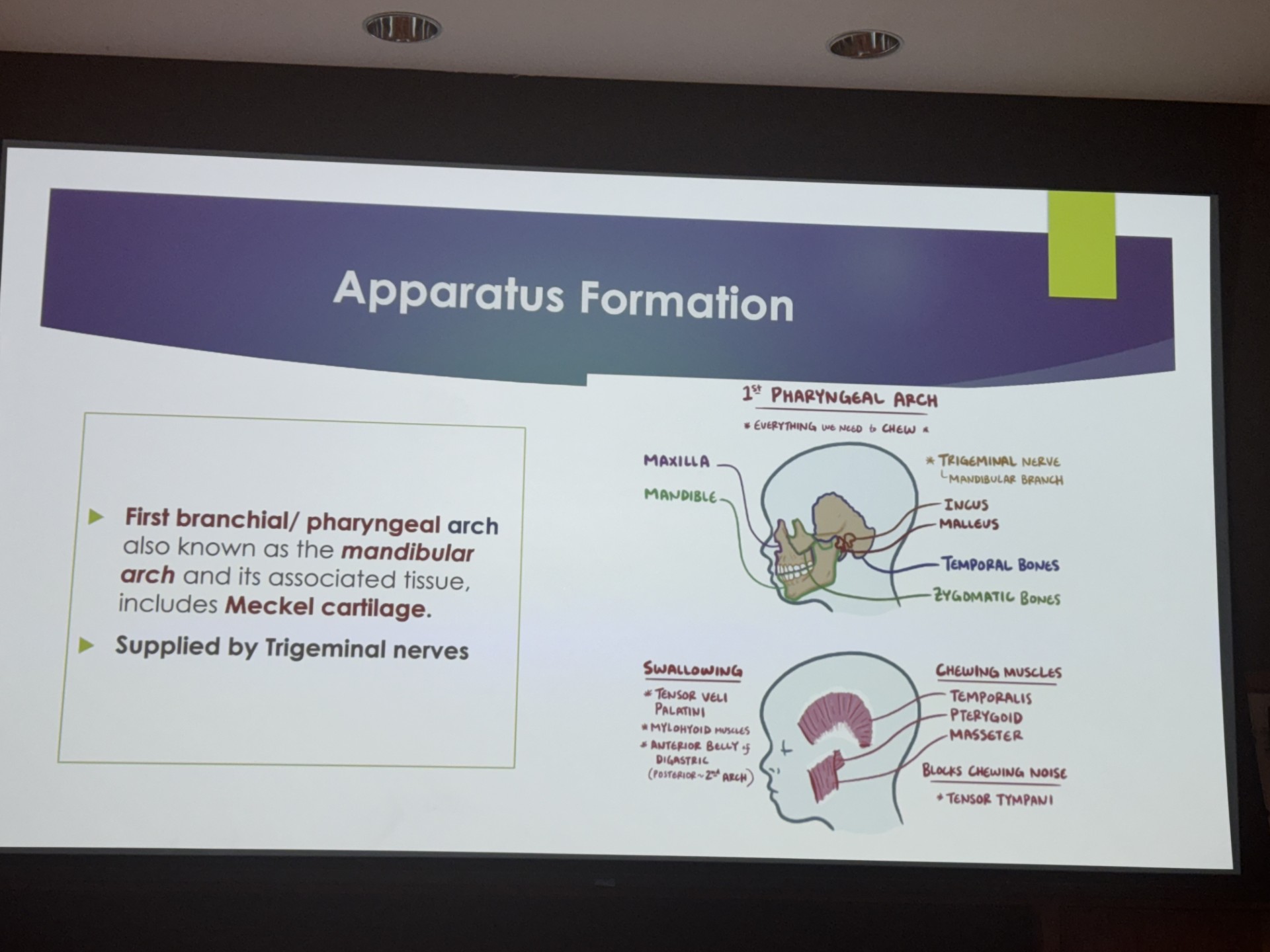 <p>first pharyngeal arch</p>