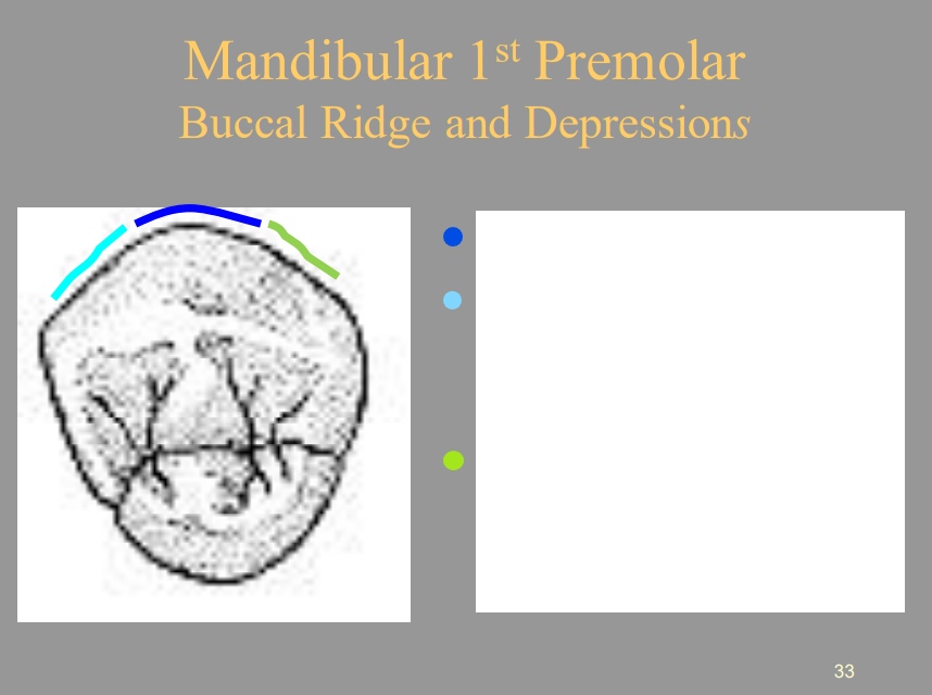 <p>From the picture shown, label the structures of the Mandibular 1st Premolar of the Occlusal View respectively.</p><ul><li><p><span style="color: blue">1 =</span></p></li><li><p>2 (Light Blue) =</p></li><li><p><span style="color: green">3 =</span></p></li></ul>