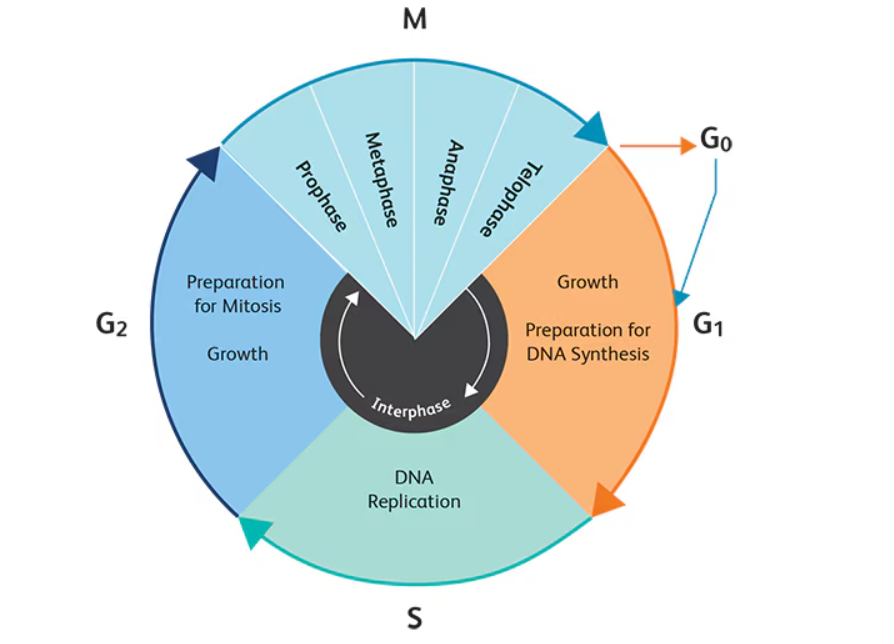 <p>What are the main stages of the eukaryotic cell cycle?</p>