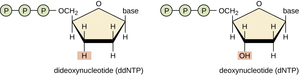 <ul><li><p>dNTPs are nucleotides that are building blocks of DNA.<span> </span></p></li><li><p><span>ddNTPs are nucleotides that are used in the Sanger sequencing method.</span></p></li></ul><p></p>