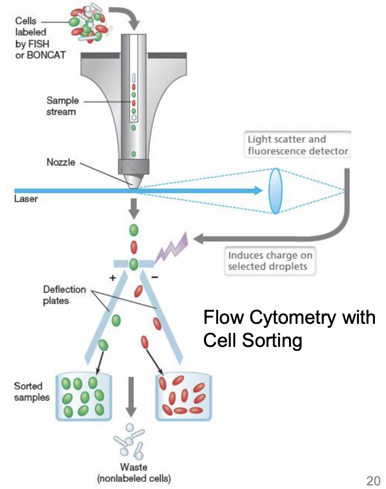 <p>Flow cytometry</p>