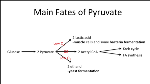 fermentation (evolved first since it does not require oxygen) and oxidative respiration (evolved later since it requires oxygen)