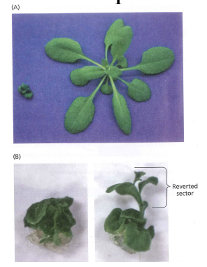 <p>affects plant growth and development—Loss of methylation can lead to mutations as unmethylated transposons become active</p>