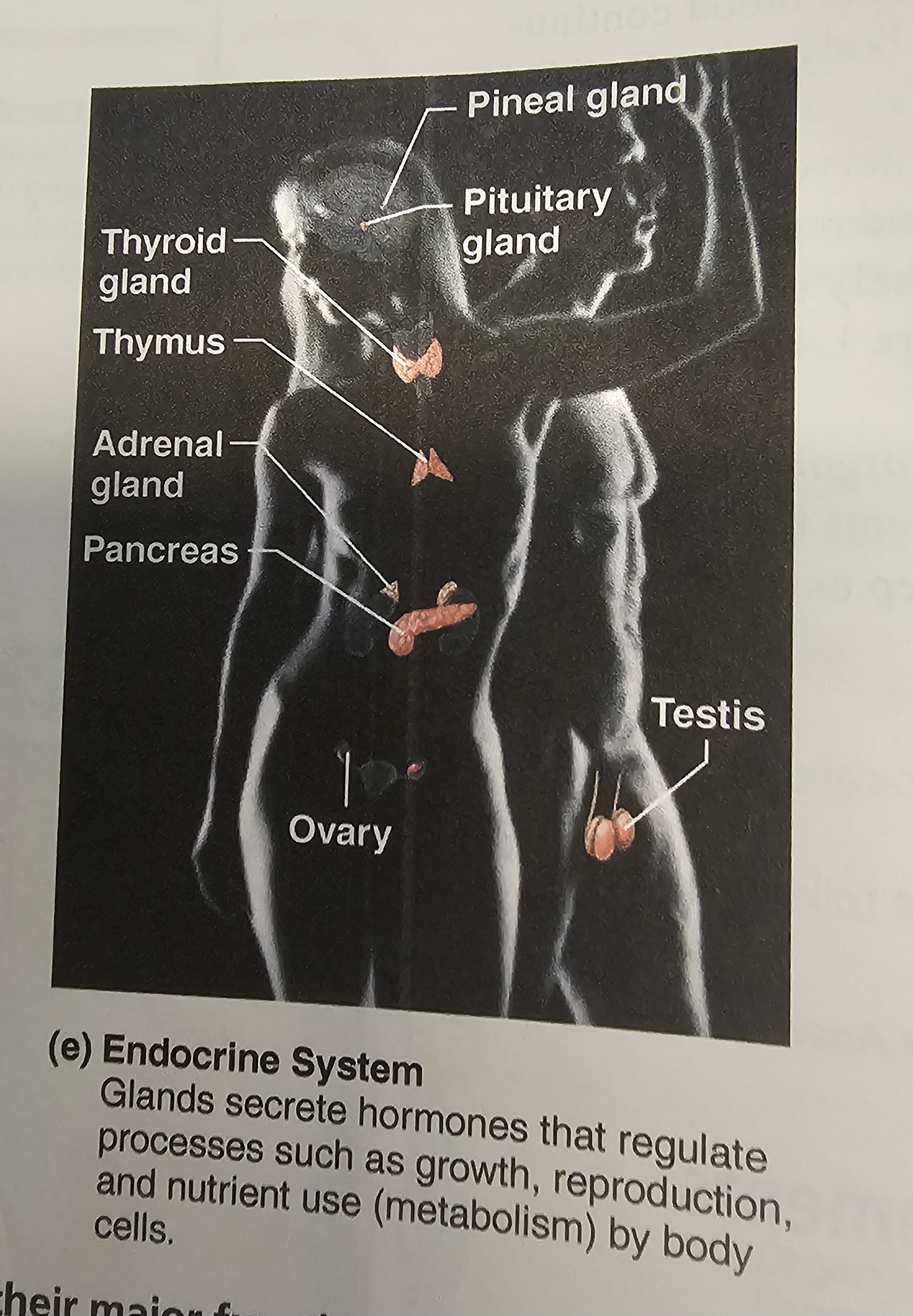 <p>hypothalamus<span>, </span>pituitary<span>, </span>pineal gland<span>, </span>thyroid<span>, </span>parathyroid<span> and </span>adrenal glands<span>, </span>ovaries<span> and </span>testicles</p>