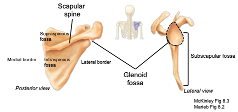 <p>part of the scapula articulating with the humerus to form the shoulder joint</p>