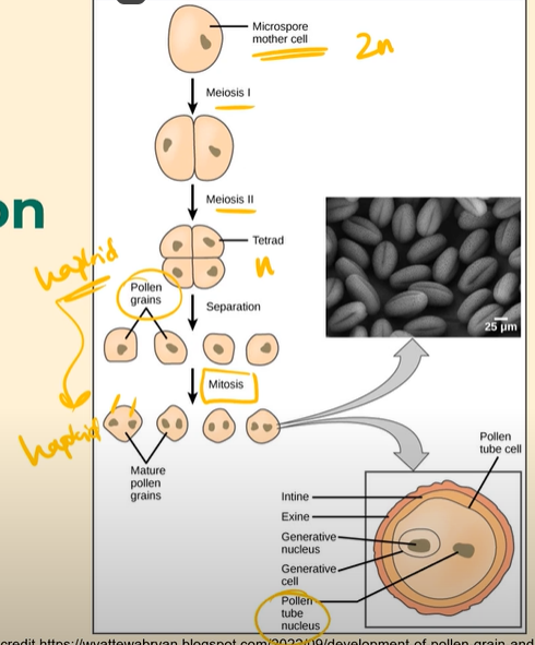 <p>Inside the anther, <strong>a diploid (46 chromosome) mother cell</strong> undergoes <strong>meiosis I and meiosis II</strong>, to form <strong>four haploid (23 chromosome) pollen grains (the gametes) </strong><br><br>Then, <strong>each of these haploid pollen grains goes through MITOSIS</strong>, leaving the pollen grains haploid, but instead, <strong>creating 2 nuclei in each haploid pollen grain </strong>cell!<br><br>The point of having these 2 nuclei is that they are going to serve different functions; One of the nuclei is going to be a pollen tube nucleus, that will develop into an elongated pollen tube, while the other nuclei is going to be the generative nucleus, which is going to be involved in fertilization.</p>