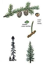 <p><em>Picea mariana</em></p>