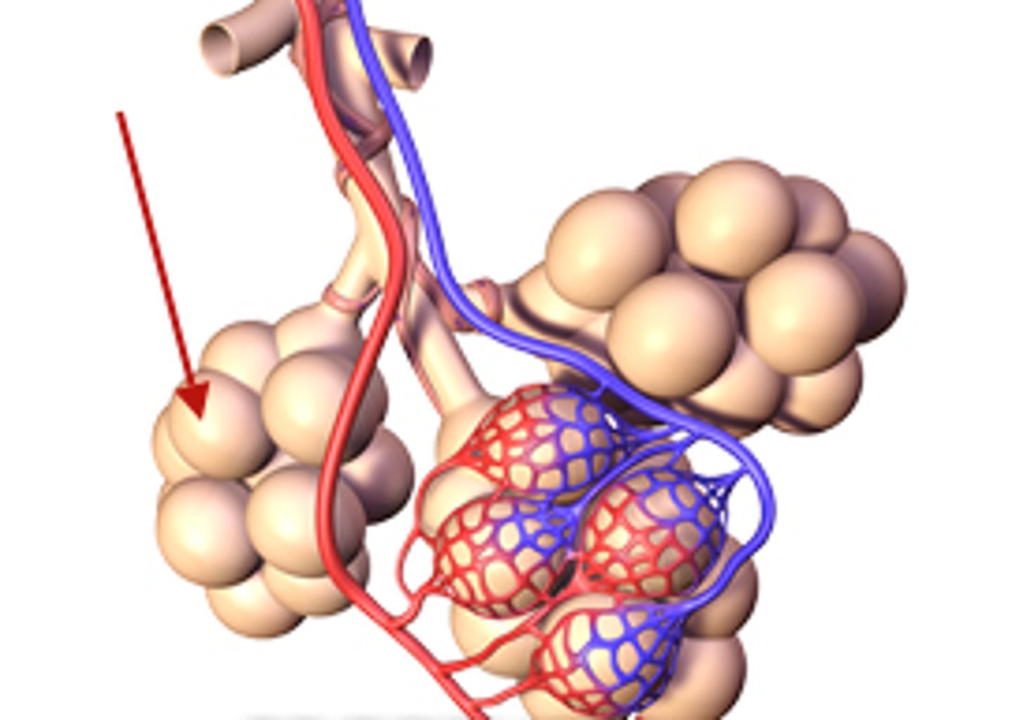 <p>tiny air sac at the end of a bronchiole in the lungs that provides surface area for gas exchange to occur.</p>