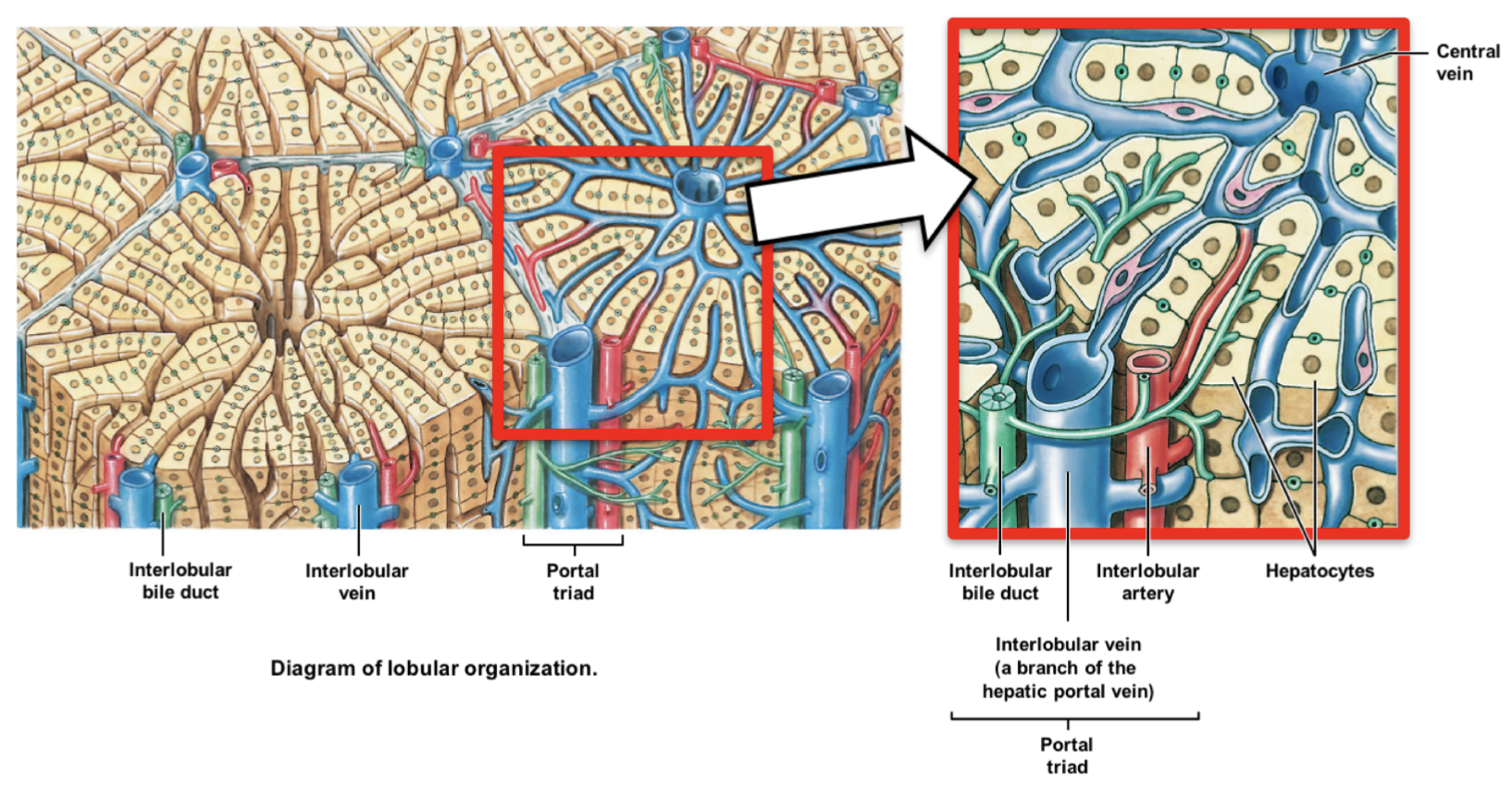 * portal triad: blood vessels bundle at each corner
  * interlobular artery: carry oxygenated blood from hepatic artery
  * interlobular vein: carries deoxygenated blood from hepatic portal system
  * interlobular bile duct: carries bile formed by hepatocytes to right & left hepatic ducts, thru common hepatic duct, then to gallbladder
    * opposite direction of blood flow