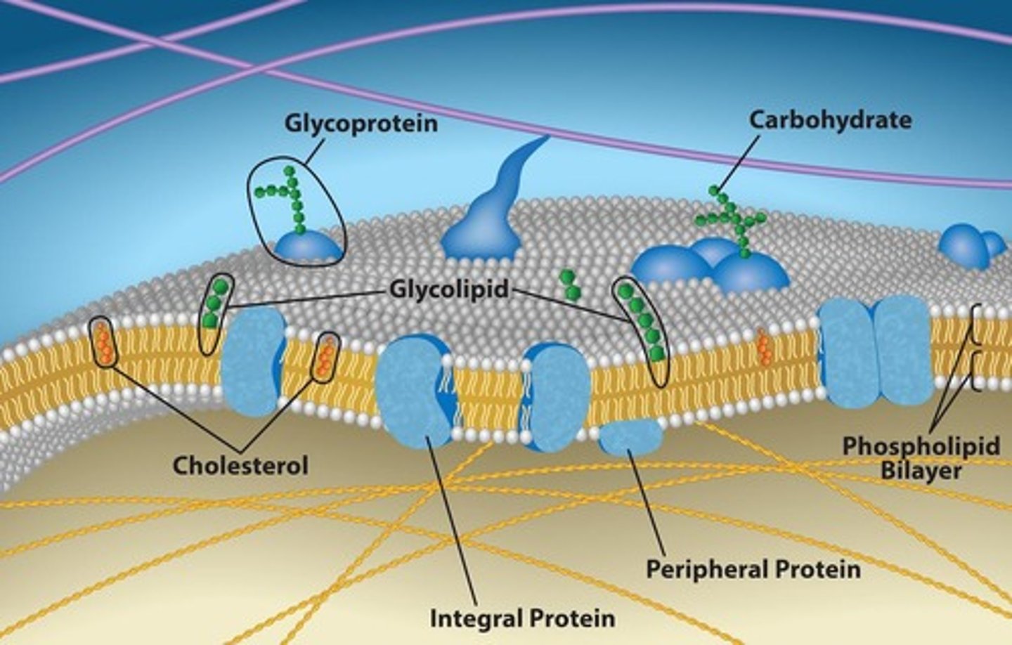 <p>Main fabric of cell membranes, amphipathic molecules.</p>