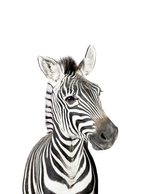 <p>Zebra</p>