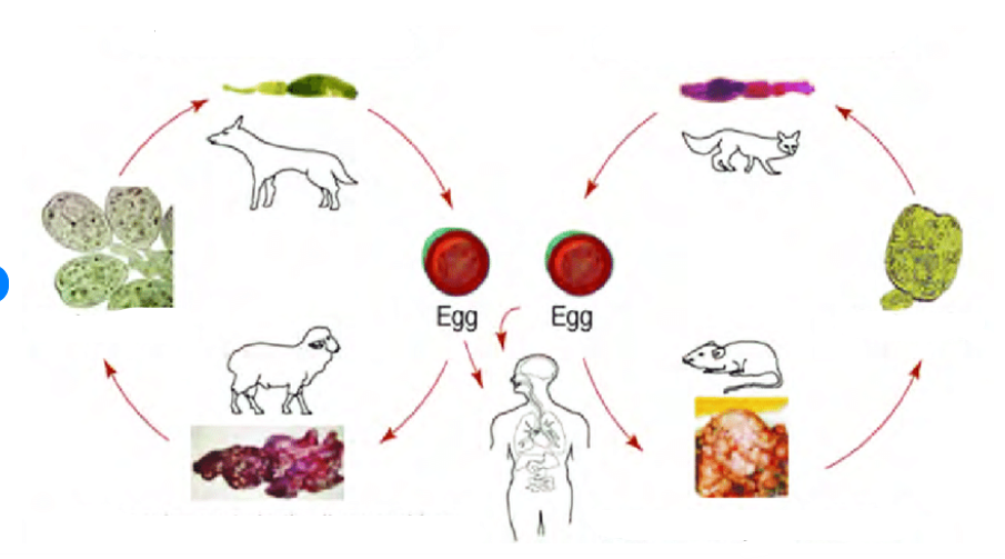 <p>These life cycles belong to?</p>