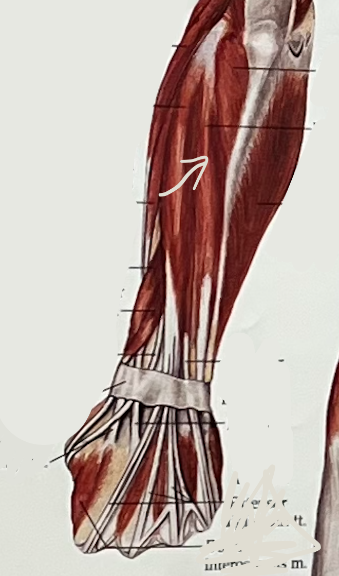 what muscle