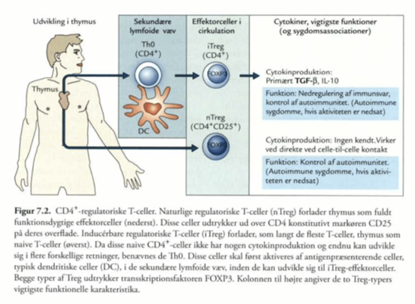 <p>Det er en type CD4+ T celler der sender suprresive signaler til immunsystemet.</p><p>Der findes to typer af de regulatoriske T celler</p><p>- Naturlige (nTreg)</p><p>-Inducerbare (iTreg)</p>