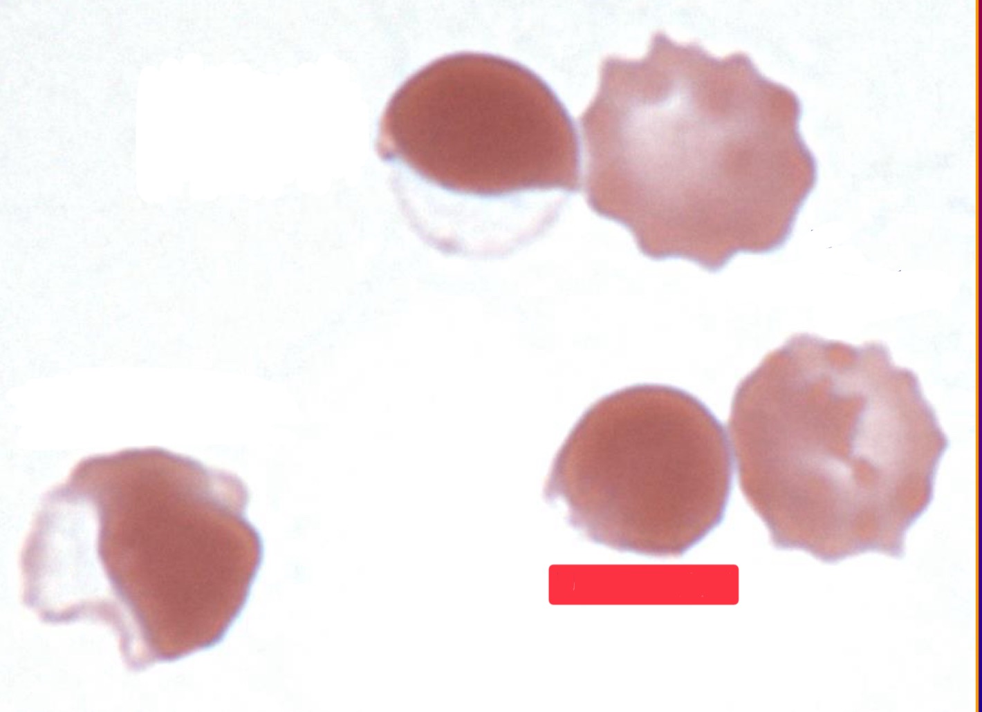 <p>What is this cell?</p>