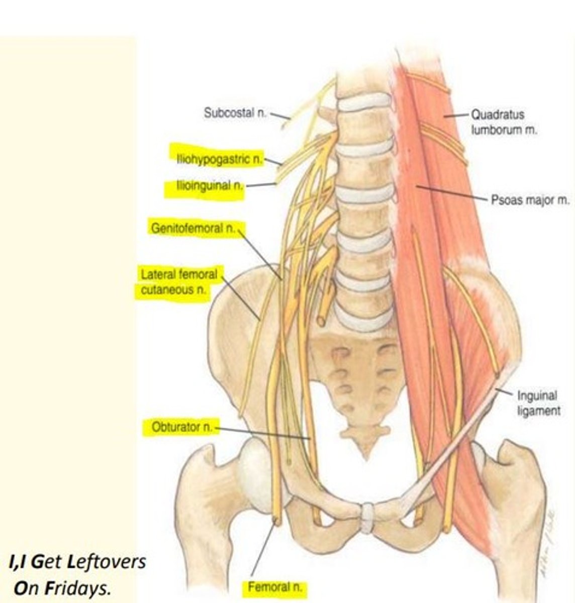 <p>I, I Get Leftovers On Fridays </p><p>Iliohypogastric </p><p>Ilioinguinal </p><p>Genitofemoral</p><p>Lateral cutaneous of the thigh (L2, 3)</p><p>Obturator (L2, 3, 4)</p><p>Femoral nerve (L2, 3, 4)</p>