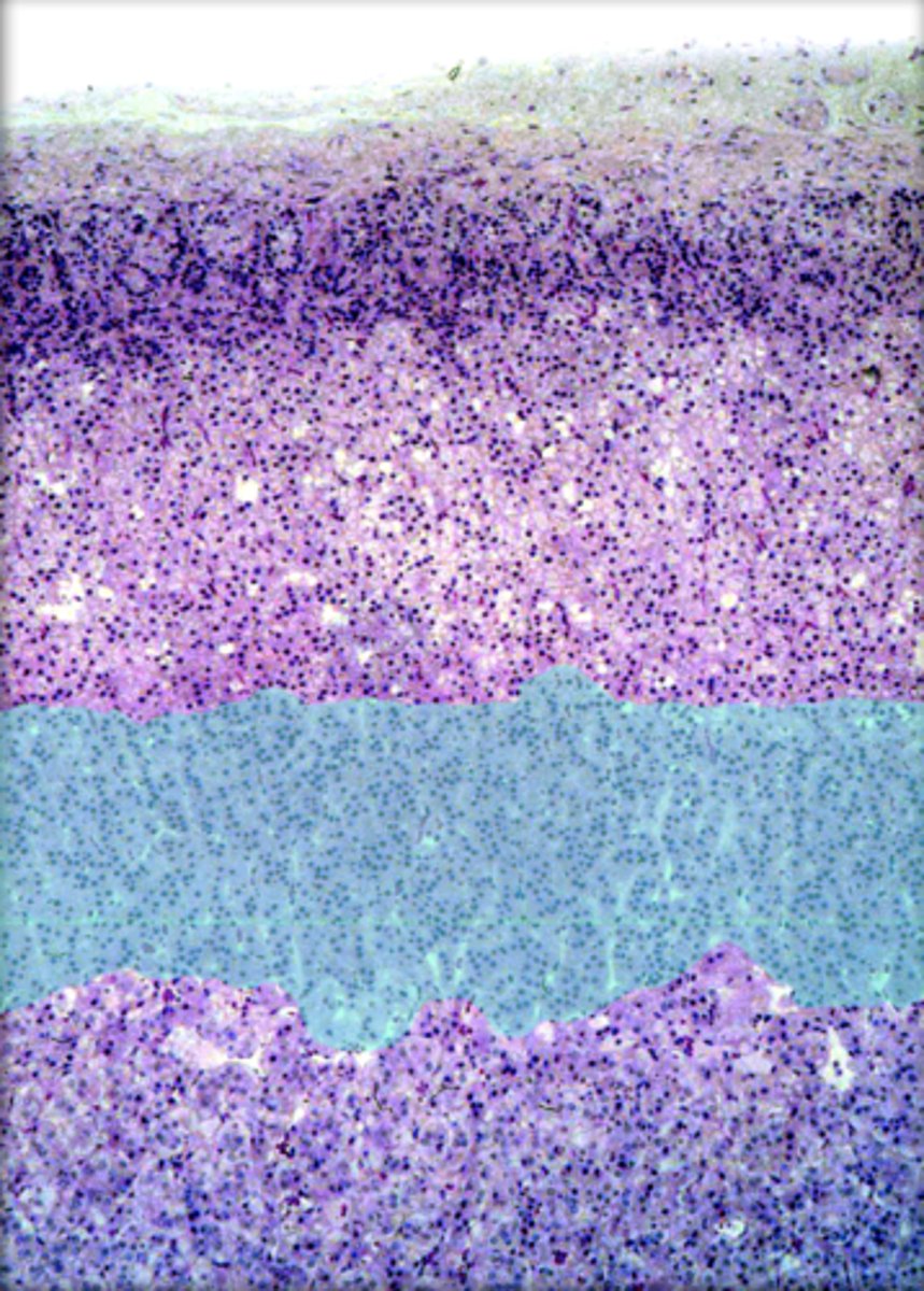 <p>Zona Reticularis > Androgens are here</p>