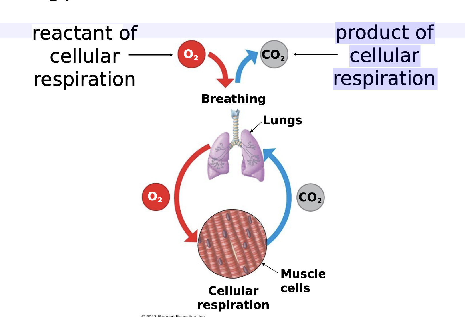 to provide oxygen to and remove carbon dioxide from cellular respiration taking place in the mitochondria of our cells. reactant of cellular respiration is O2 and product of cellular respiration is CO2.