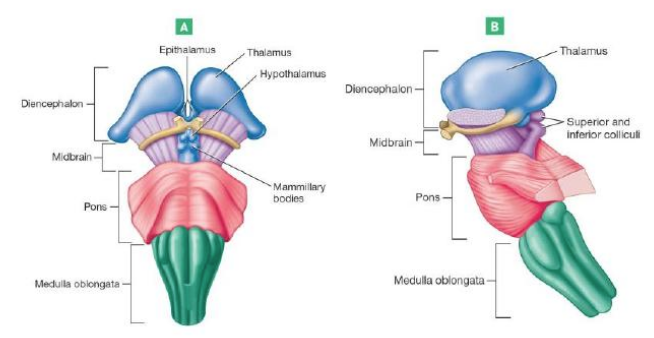 <p>Contains visual and auditory reflex centers</p><p>Contains subcortical reflex centers</p><p>Contains nuclei for cranial nerves 3&amp;4</p><p>Contains projection centers</p>