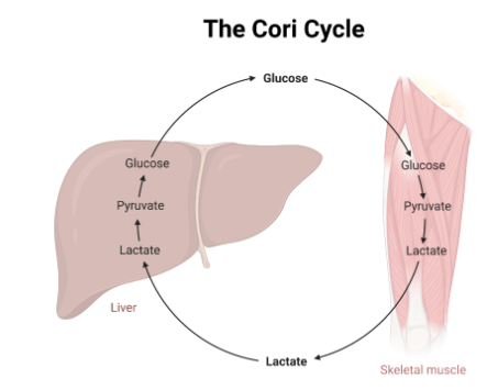 <p><span><span>The Cori cycle explains the movement of lactate from skeletal muscle to the liver, where glucose is formed, that is then moved back to skeletal muscle. Much of the lactate produced by muscles in a 24 hr period is recycled in this manner</span></span></p>