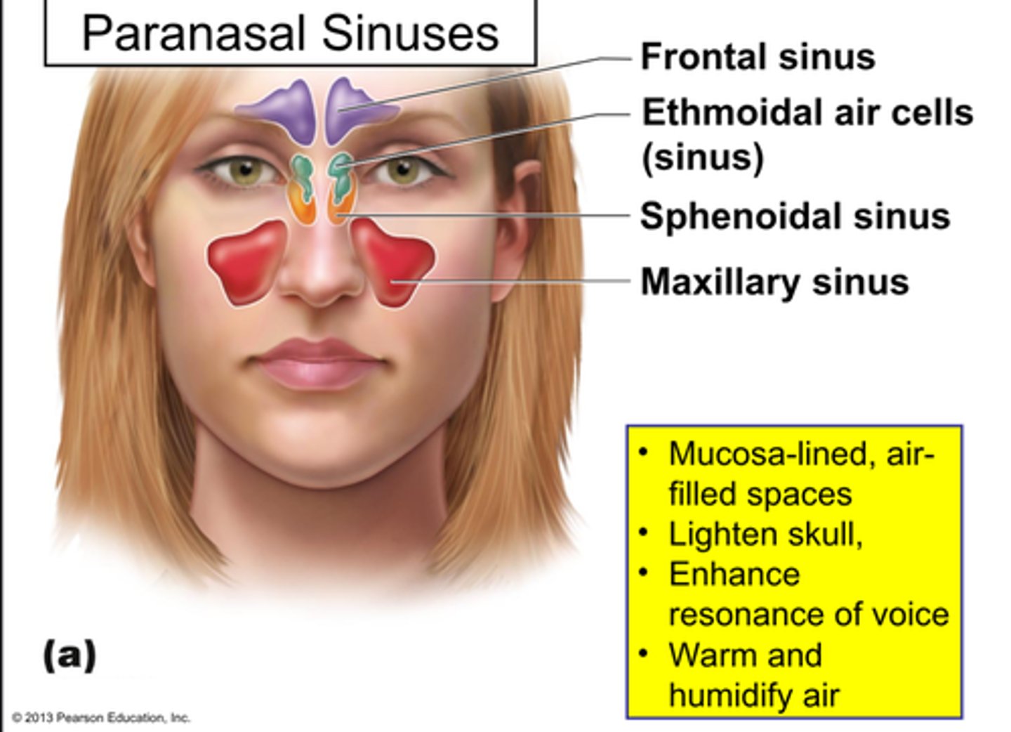 <p>one of the air cavities in the bones near the nose</p>