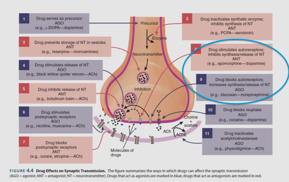 <ul><li><p>they are drugs that reverse catecholamine reuptake transporters, causing dopamine and norepinephrine to flow out of the axon terminal before being packaged into a vesicle (i.e. action potential-independent, non-vesicular release)</p></li><li><p>Ecstasy has a similar effect on all the monoamine reuptake transporters (i.e. causing the, to run backwards)</p></li></ul><p></p><p></p><p></p>
