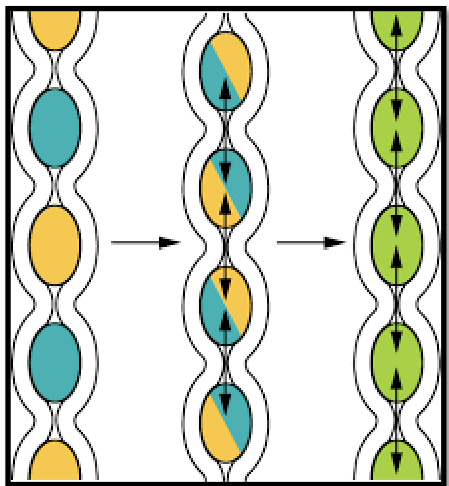 <p><span><span>Segmentation uses localized, back-and-forth contractions of circular muscles, primarily in the small intestine, to mix food with digestive juices and enhance absorption.</span></span></p>