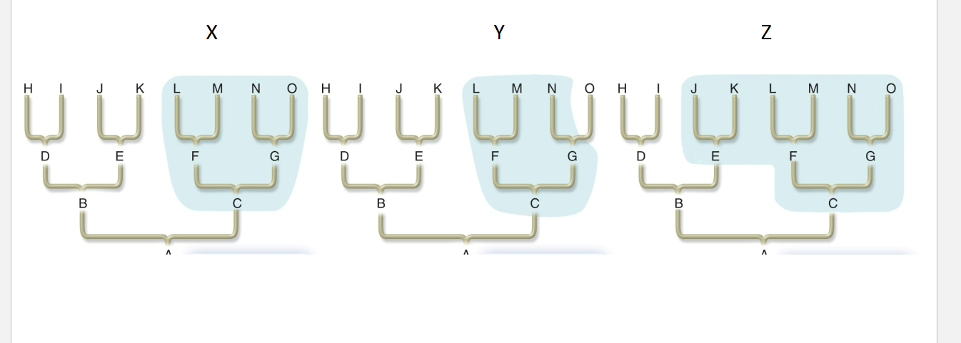 <p>Which of the shaded groupings are monophyletic groups? (see PPT)</p><p>A. X only</p><p>B. Y only</p><p>C. Z only</p><p>D. 2 of these</p><p>E. X, Y, and Z</p>