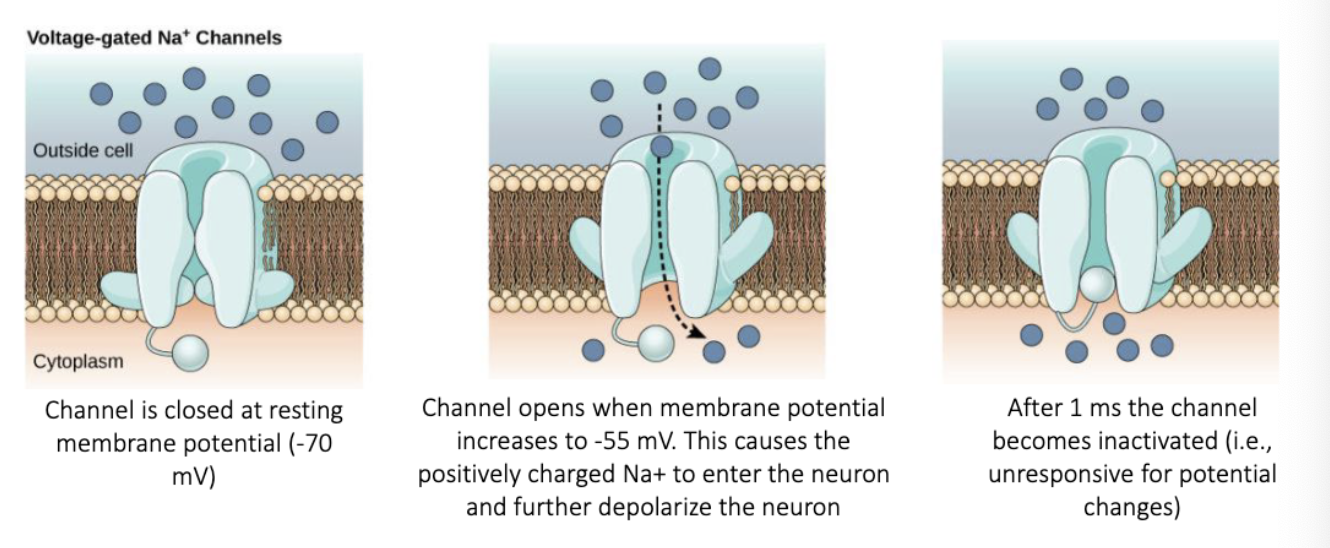 <p><span><span>The axon hillock ‘produces’ an action potential because of voltage-gated sodium channels (that are </span><em><span>present at the axon hillock</span></em><span>). In contrast to ligand gated channels, </span><em><span>these channels are triggered by changes in the membrane potential</span></em><span>.</span></span></p><p><span><span>When the neuron returns to its rest membrane potential, it undershoots to a state of </span><em><span>hyperpolarization</span></em><span> before it returns to its resting membrane potential of -70 mV. This period is called </span><em><span>the refractory period</span></em><span>. During this period, the neuron can’t become active again.</span></span></p><ul><li><p><span><span>ARP = Absolute Refractory Period. Na+ are still closed so a new action potential can not be generated.</span></span></p></li><li><p><span><span>RRP = Relative Refractory Period. An action potential can happen but only with </span><em><span>larger-then-normal depolarizing currents</span></em><span>.</span></span></p></li></ul><p></p>