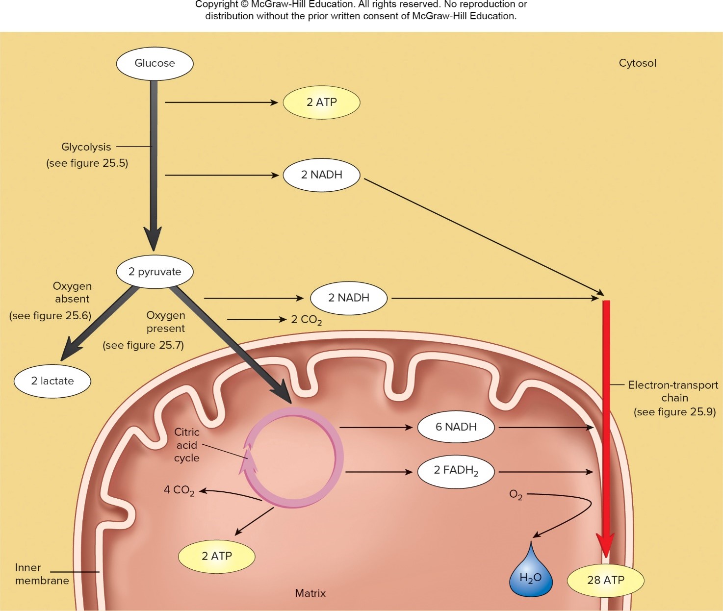 
1. Glycolysis
2. Acetyl-Co A formation
3. Citric acid cycle
4. Electron-transport chain