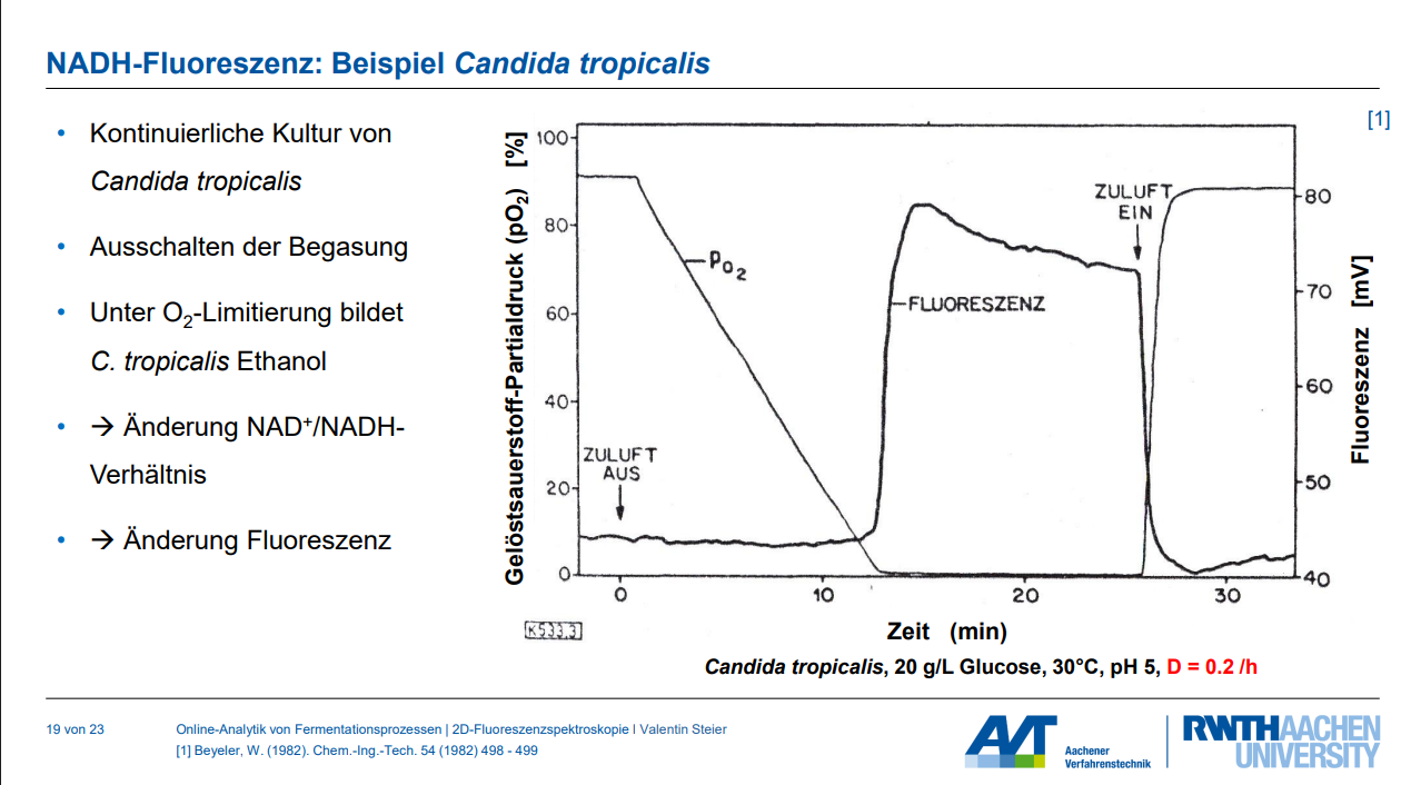 <p>Im Kontext der Online-Analytik von Fermentationsprozessen ist die Fluoreszenzmessung von NADH ein wichtiges Werkzeug zur Überwachung des metabolischen Zustands von Mikroorganismen.</p><p><strong>Erklärung des NADH-Fluoreszenzsignals bei Sauerstofflimitierung:</strong></p><ul><li><p><strong>Grundlagen NADH-Fluoreszenz:</strong> NADH (Nicotinamid-Adenin-Dinukleotid in reduzierter Form) ist eine zentrale Schnittstelle zwischen katabolischen und anabolischen Prozessen im Stoffwechsel. Von den beiden Formen NAD+ und NADH <strong>fluoresziert nur die reduzierte Form, NADH</strong>.</p></li><li><p><strong>Auswirkungen von Sauerstofflimitierung:</strong></p><ul><li><p>Unter <strong>aeroben Bedingungen</strong> mit ausreichender Sauerstoffversorgung wird NADH in der Regel rasch in der Atmungskette zu NAD+ reoxidiert. Daher sind die intrazellulären NADH-Konzentrationen (und somit das Fluoreszenzsignal) in dieser Phase tendenziell niedriger. In unlimitierten Kulturen kann die NADH-Fluoreszenz gut mit der Biomasse korrelieren.</p></li><li><p>Wenn jedoch eine <strong>Sauerstofflimitierung</strong> eintritt, kann die Atmungskette ihre Funktion nicht mehr ausreichend erfüllen, um das anfallende NADH zu reoxidieren. Dies führt zu einer <strong>Akkumulation von NADH</strong> innerhalb der Zelle.</p></li><li><p>Diese Akkumulation von NADH äußert sich in einem <strong>deutlichen Anstieg des Fluoreszenzsignals</strong>. Die Änderung des NAD+/NADH-Verhältnisses ist somit ein direkter Indikator für den Energie- und Redoxzustand der Zelle.</p></li><li><p>Oft geht dieser Anstieg des NADH-Signals unter Sauerstofflimitierung mit einer <strong>Umstellung des Stoffwechsels</strong> einher, beispielsweise auf die Produktion von Overflow-Metaboliten wie Ethanol oder andere Gärungsprodukte.</p></li></ul></li></ul><p><strong>Einzeichnen des NADH-Fluoreszenzsignals bei O2-Limitierung (basierend auf Beispiel):</strong></p><p>Stellen Sie sich zwei parallel verlaufende Kurven über die Zeit vor: eine für den gelösten Sauerstoffpartialdruck (pO2) und eine für die Fluoreszenz (z.B. in mV).</p><ol><li><p><strong>Startbedingungen (ausreichend Sauerstoff):</strong></p><ul><li><p>Die <strong>pO2-Kurve</strong> würde zunächst auf einem hohen Niveau verlaufen, z.B. bei 60-70% Sauerstoffsättigung.</p></li><li><p>Die <strong>Fluoreszenzkurve</strong> würde in dieser Phase auf einem relativ niedrigen, stabilen Basislinienwert liegen, da NADH kontinuierlich reoxidiert wird.</p></li></ul></li><li><p><strong>Einsetzen der O2-Limitierung:</strong></p><ul><li><p>Zu einem bestimmten Zeitpunkt (z.B. durch Abschalten der Begasung oder erhöhte metabolische Aktivität der Kultur) fällt die <strong>pO2-Kurve</strong> rapide ab und erreicht schnell 0 % (oder nahe 0 %).</p></li><li><p>Gleichzeitig beginnt die <strong>Fluoreszenzkurve</strong> (NADH-Fluoreszenz) <strong>signifikant und steil anzusteigen</strong>. Dieser Anstieg spiegelt die Akkumulation von NADH aufgrund der unzureichenden Reoxidation wider.</p></li></ul></li><li><p><strong>Zustand unter O2-Limitierung:</strong></p><ul><li><p>Die <strong>pO2-Kurve</strong> verbleibt auf 0 % (oder sehr niedrig).</p></li><li><p>Die <strong>Fluoreszenzkurve</strong> erreicht ein neues, <strong>höheres Plateau</strong>. Dies deutet darauf hin, dass die Zellen nun primär anaerobe/fermentative Stoffwechselwege nutzen, bei denen NADH akkumuliert und nicht mehr effizient durch Sauerstoff reoxidiert werden kann.</p></li></ul></li></ol><p>Das Beispiel einer kontinuierlichen Kultur von <em>Candida tropicalis</em> in den Quellen illustriert dies sehr deutlich: Nach dem Ausschalten der Begasung fällt der gelöste Sauerstoffpartialdruck (pO2) auf 0 %, und gleichzeitig steigt die Fluoreszenz des NADH stark an, da <em>C. tropicalis</em> unter diesen Bedingungen Ethanol bildet.</p>