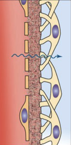 <ol><li><p>Glomerular Capillaries</p></li></ol><ul><li><p>Composed of a single endothelial layer containing fenestrations that allow water and small solutes to pass only</p></li></ul><ol start="2"><li><p>Basement Membrane</p></li></ol><ul><li><p>On the outside of blood vessel; collagen-rich layer that acts as a selective barrier based on size and charge (restricting large proteins)</p></li></ul><ol start="3"><li><p>Podocytes</p></li></ol><ul><li><p>Have a central cell body with extending foot processes that interlock to form openings known as slit diaphragms</p></li></ul><p></p>