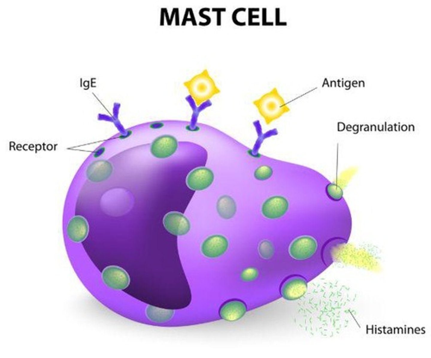 <p>Immunoglobulin E and mast cell mediated</p>