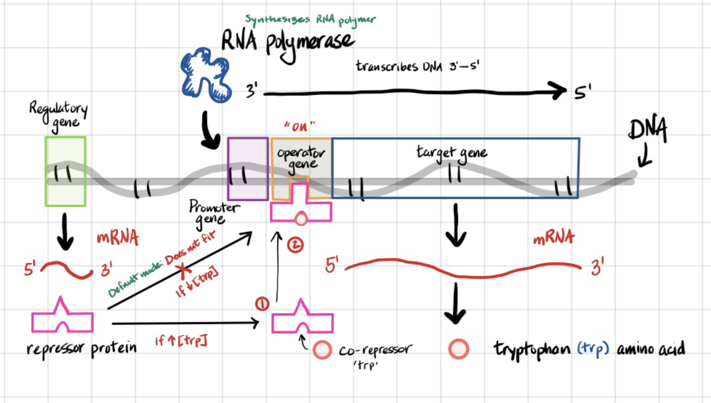 <p>regulatory gene makes a repressor protein that is unable to bind to the operator gene. RNA polymerase transcribes the target gene until a co-repressor molecule (in this case, tryptophan)  binds to the allosteric site on the repressor protein, it causes a conformational change and it allows for the repressor to bind to the operator gene. this stops the RNA polymerase from transcribing the target gene, turning it “off”.</p>