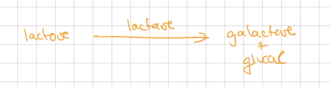 <p>cleavage</p><p>-</p><p>lactose = disaccharide of galactose + <u>glucose</u></p>