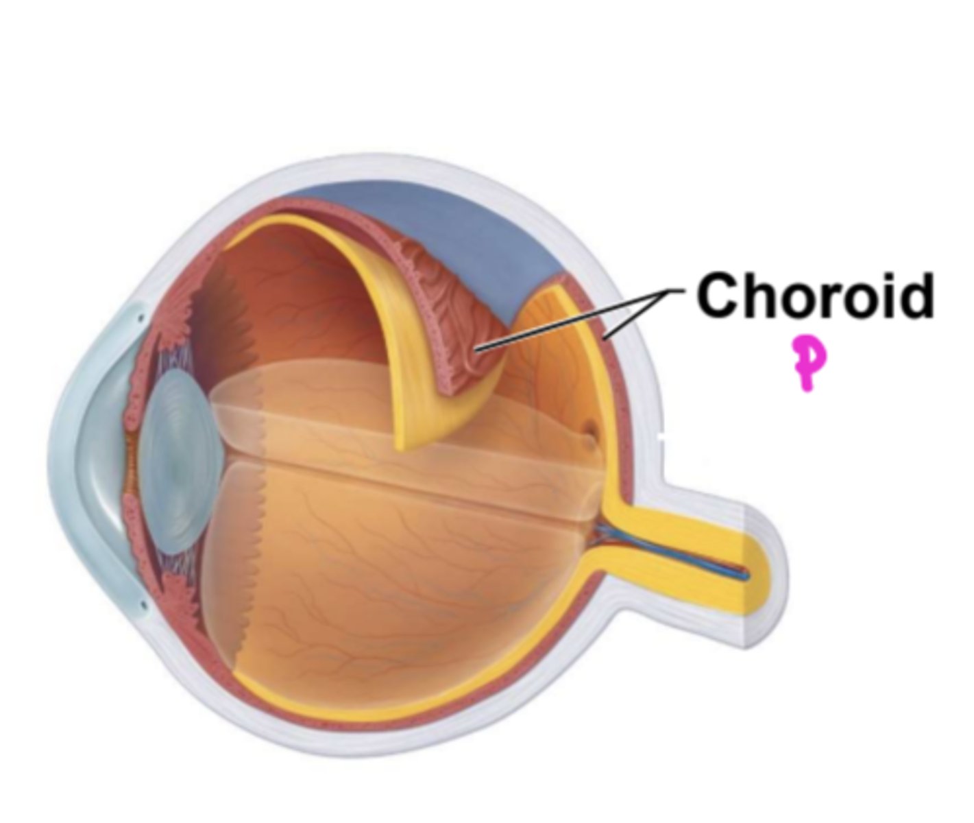 <p>choroid region</p>